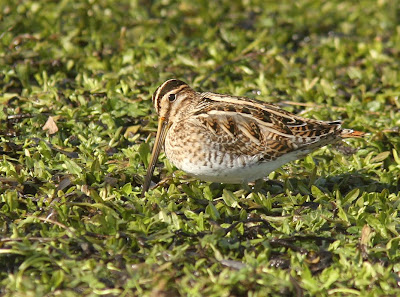 Common Snipe, February, 2011, Newfoudland