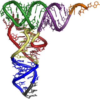 Transcripcion del ADN