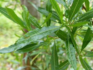 Dodonée visqueuse - Bois d'arnette - Bois de rainette - Dodonaea viscosa