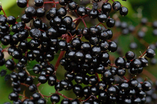 Elderberry Eropah Salah Satu Bahan Utama Vivix Shaklee Aka Sirap Ajaib