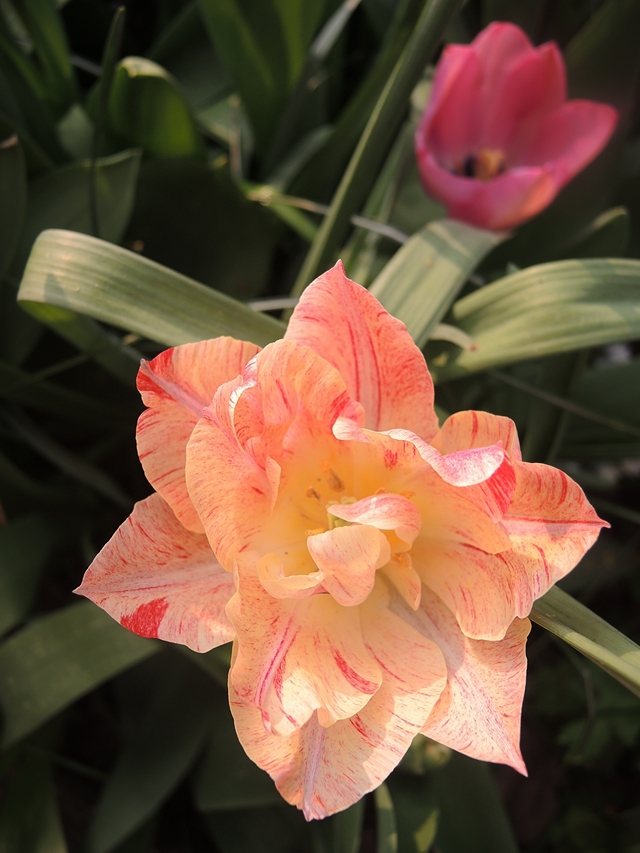 in mijn tuintjes: over #maaimeiniet en hoe ik dat doe en veel mooie blommen in maart en april,  ...