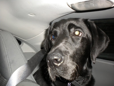 Sleepy Dagan in the back of the car