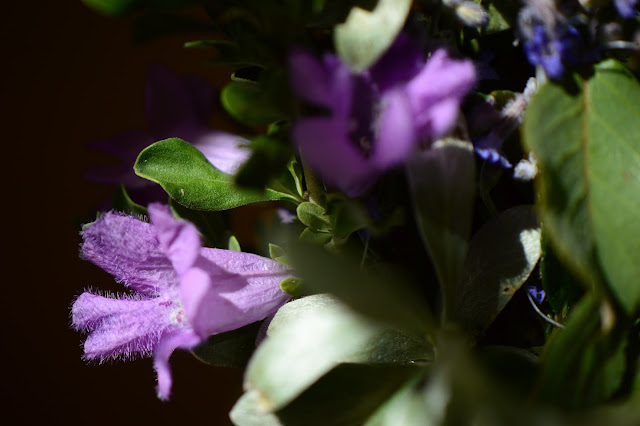 Leucophyllum frutescens, desert garden, small sunny garden