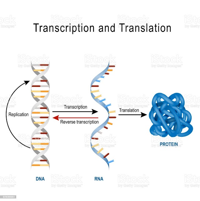 What is epigenetics?