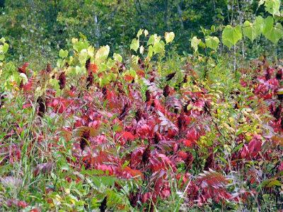 poison sumac plant. poison poison sumac vine. poison sumac plant. poison