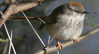 Namaqua Warbler