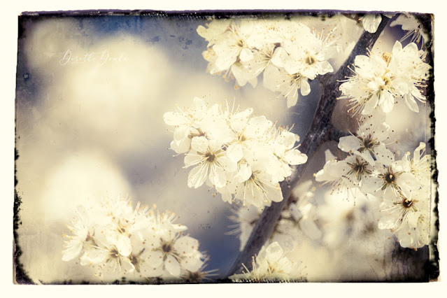 cherry blossom time, Fotokunst, art, photoart, Kunst, textureblend, Dorothe Domke, Sauerland