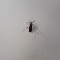 falsa vinchuca