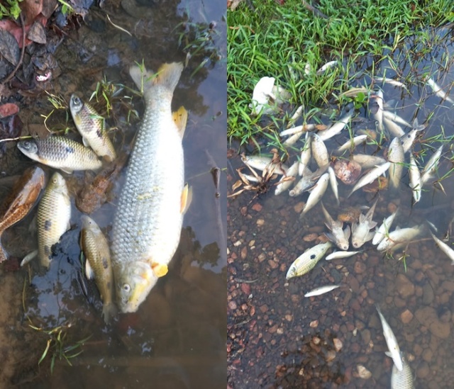 Mortandade de peixes no Rio São Francisco assusta moradores da zona rural de Juazeiro (BA)