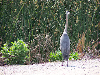 Great Blue Heron walking at San Joaquin Wildlife Sanctuary in Irvine