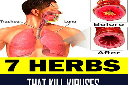 7 Herbs That Kill Viruses and Clear Mucus from Your Lungs