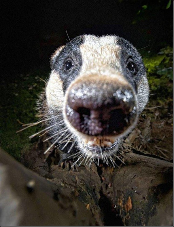 Faces engraçadas de animais (6)