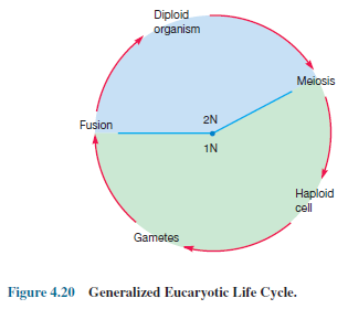 Eucaryotic Life Cycle