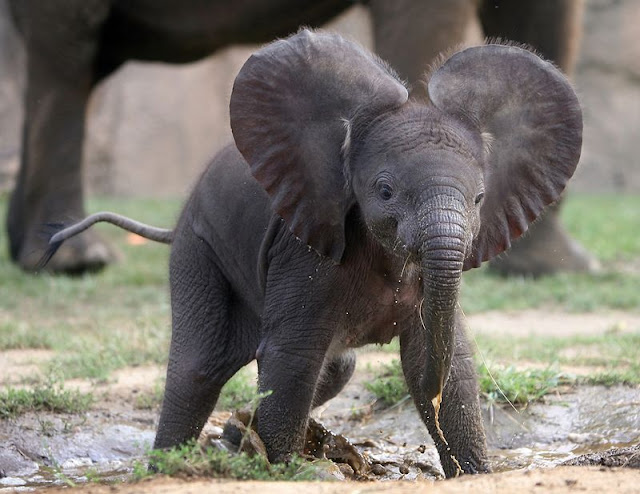 baby animals, cute animals, baby elephant