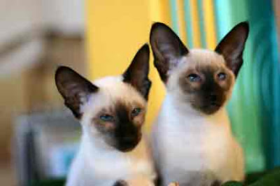 Siamese cats pictures