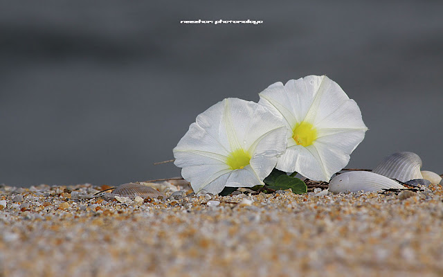 Bunga Kembang Pagi putih di tepi pantai