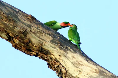 Long-tailed Parakeet (Psittacula longicauda)Mating at Temerloh Malaysia