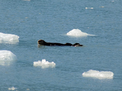 Sea Otter is Endangered in Western Alaska