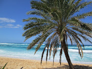 Sunset Beach offers more views of the North Shore . (sb palm)