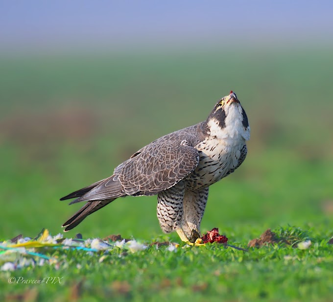 Peregrine Falcon with Parakeet Kill, Hyderabad, TS,