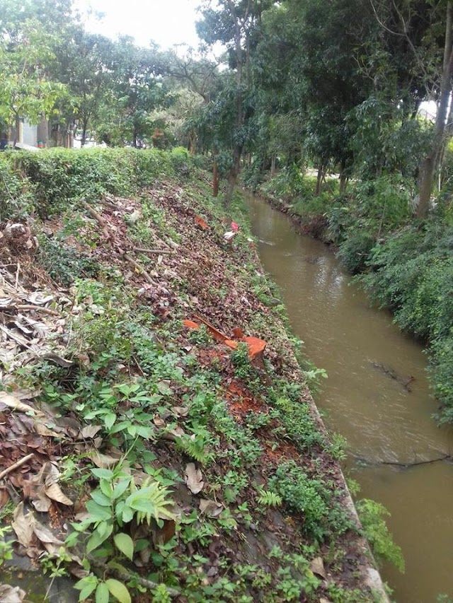 Warga Perum Melati Pertanyakan Penebangan Pohon di Bantaran Kali