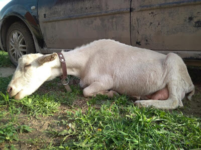 Begini Cara Mengobati Kambing Mencret secara Tradisional