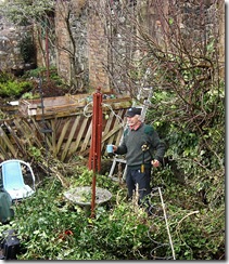 colin garden ivy