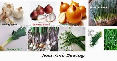 DaPuR UmMaHaT MENGENAL JENIS JENIS BAWANG