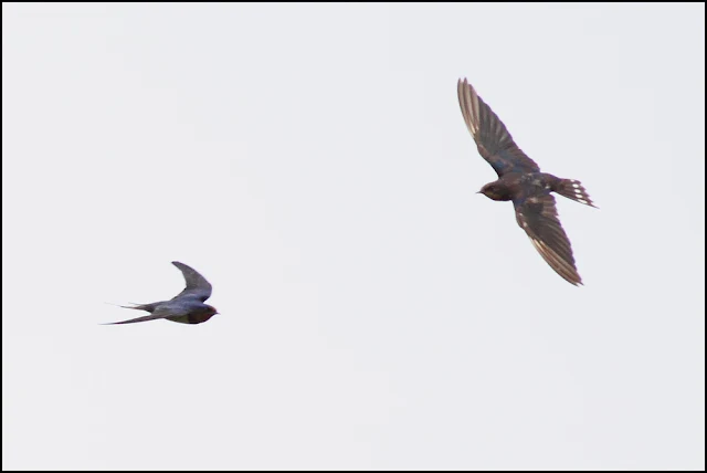 Barn Swallow (Hirundo rustica)