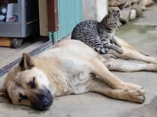 Un refugio de animales alemán está usando Tinder por una buena causa: crea perfiles de gatos y perros para aumentar la adopción