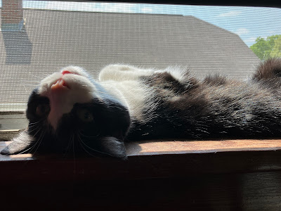 cat upside down in window sill