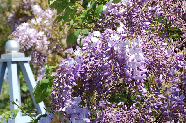 Blauwe regen. Wisteria