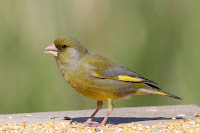 Green Finch Bird