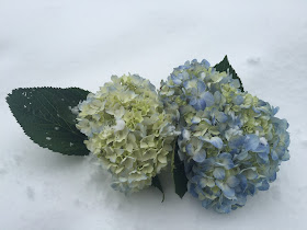 Snowy Blue Hydrangea during Winter Storm Jonah, the Blizzard of 2016, by Stein Your Florist Co.