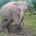 One male baby elephant was born at the Nay Pyi Daw Zoological Garden