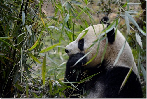 DSC_7095LR_Pandas