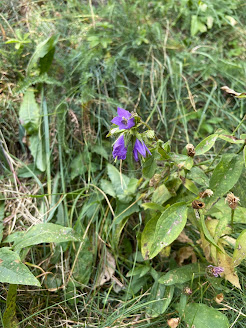 [Campanulaceae] Campanula trachelium - Canterbury Bells (Campanula selvatica)