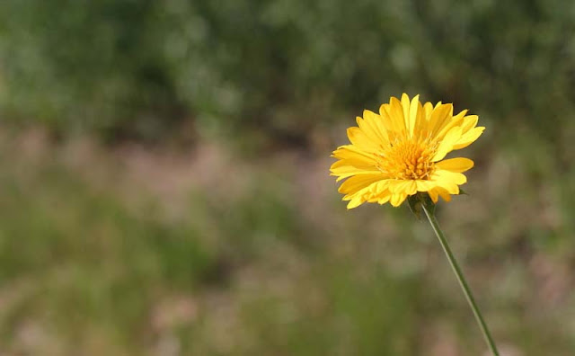 Gaillardia Grandiflora Mesa Yellow Flowers