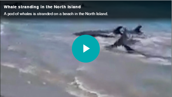Một đàn cá voi mắc cạn trên bãi biển ở Đảo Bắc.