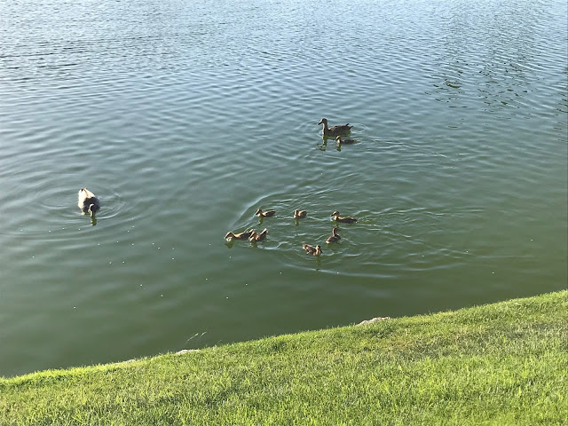 Ducks at Desert Falls Country Club, Palm Desert