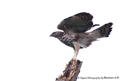 Changeable Hawk Eagle (Spizaetus cirrhatus)