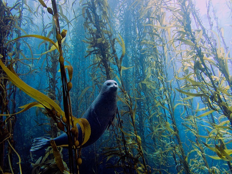 miami-underwater-photo-contest-1