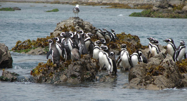 Pinguninos Magallanicos y Pinguinos de Humboldt.