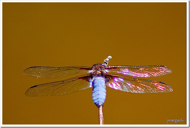 Orthetrum sp