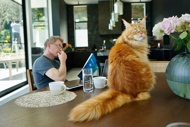 Bobby Flay and Nacho, his Maine Coon