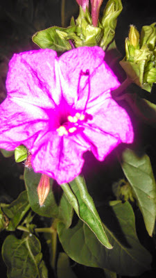 mirabilis jalapa