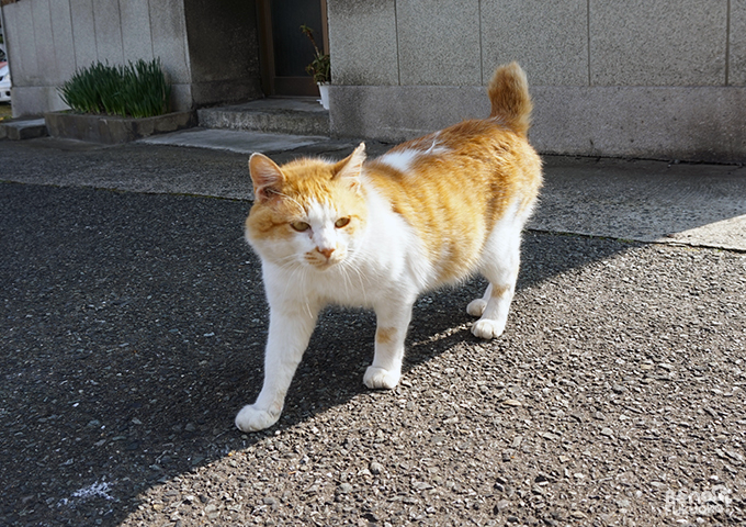 chat a Mojiko, Kita-Kyushu, Fukuoka