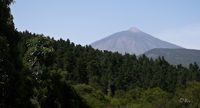 Teide. Tenerife. España. 