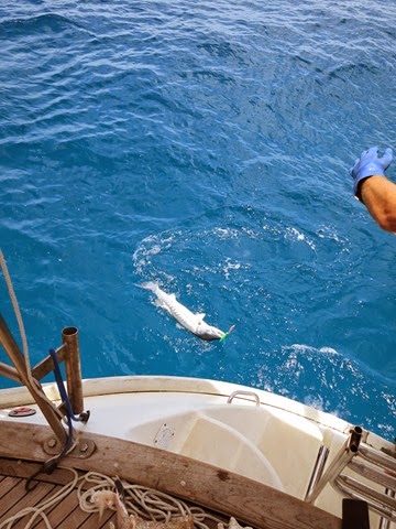 BVI (544)