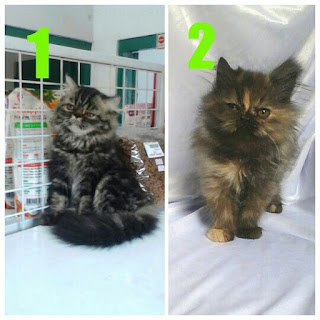 anak kucing persia lucu